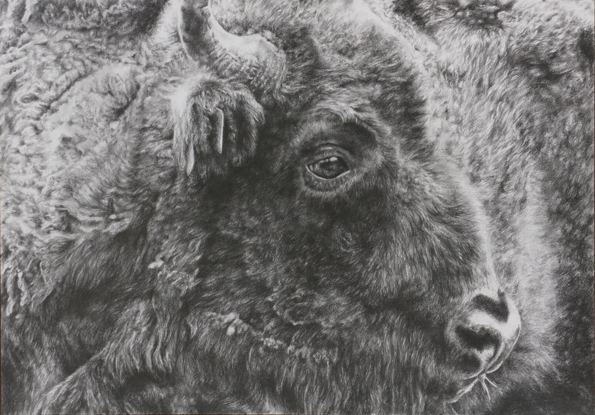 Close-up portrait of a furry bison, done in graphite on A2 drawing paper