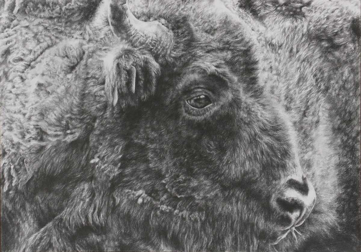 Close-up portrait of a furry bison, done in graphite on A2 drawing paper