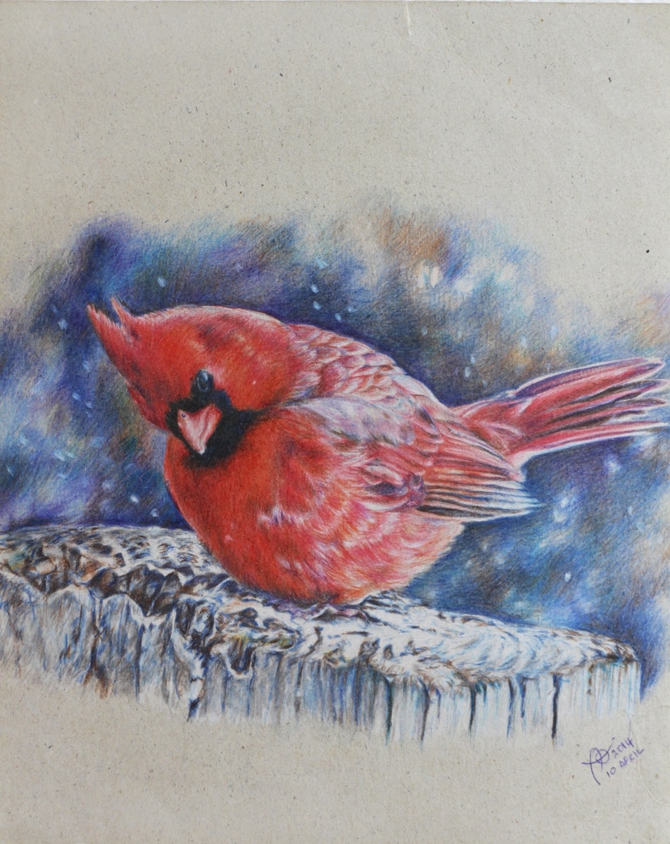 Drawing in coloured pencils of a cute little red cardinal, sitting all puffed up on a stump in the snow