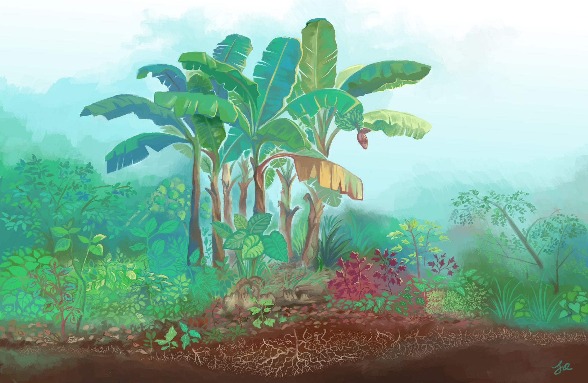 Digital painting of a banana circle in a garden featuring various plants like brinjal, cranberry hibiscus, pigeon pea, petai cina, yam, okra, sweet potato leaves etc.