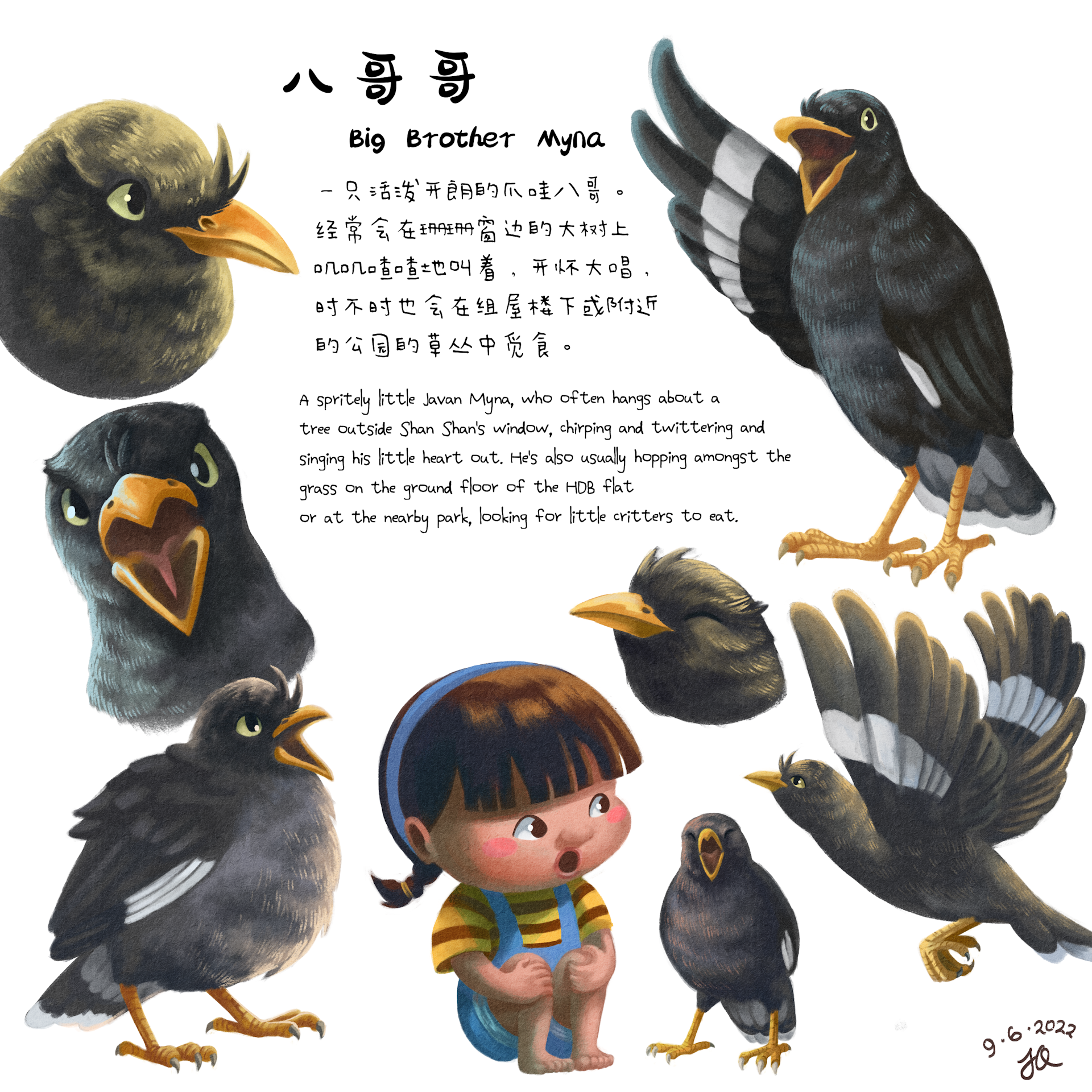 Character design model sheet of Big Brother Myna, who is a Javan Myna, showing him in a few different poses, juxtaposed with Shan Shan for size and mood reference.