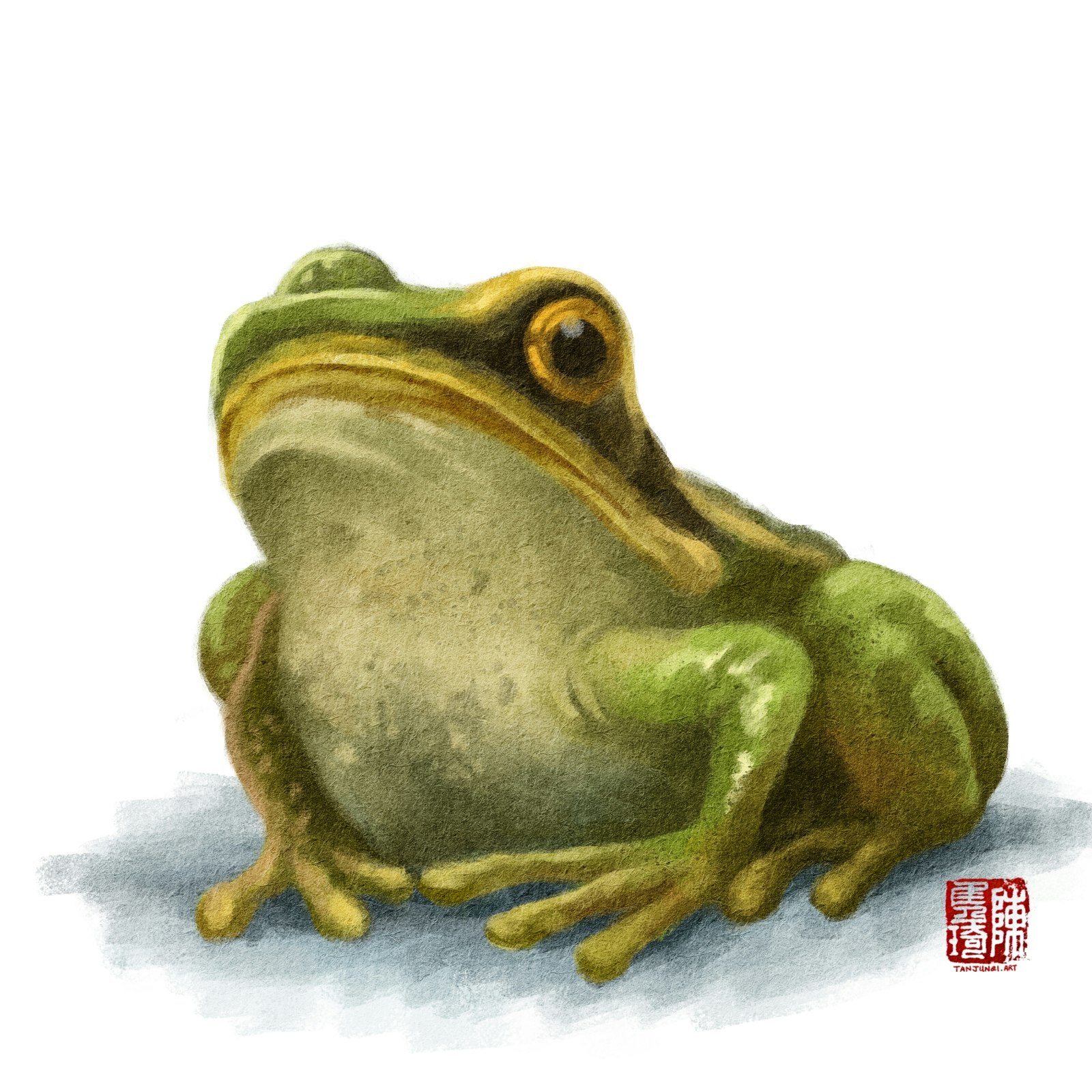 Simple spot digtal illustration of a common greenback frog from a frontal three-quarter view. The frog is in a resting position.