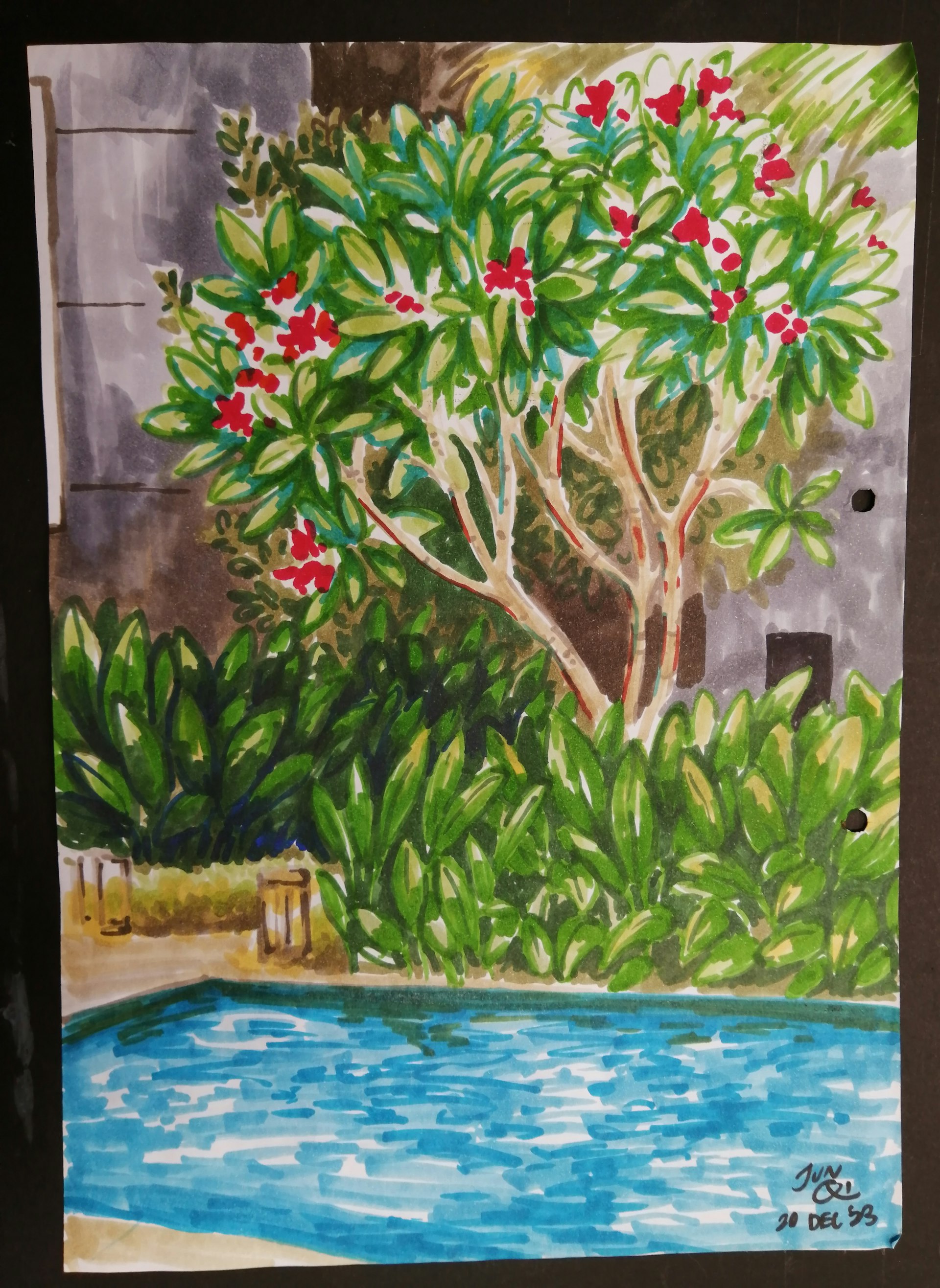 Sketch of a flowering franjipani by the pool