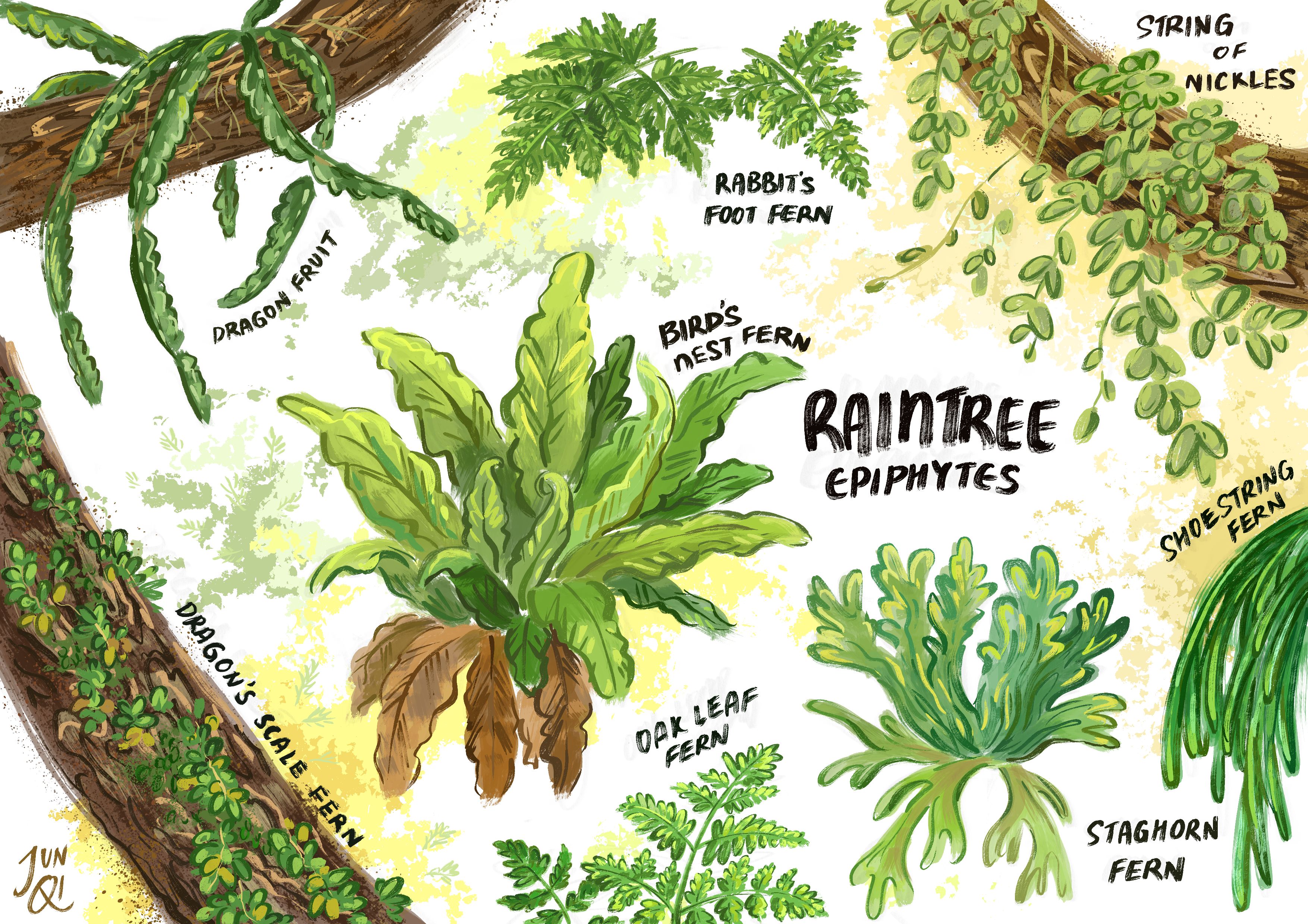 Illustration of raintree epiphytes